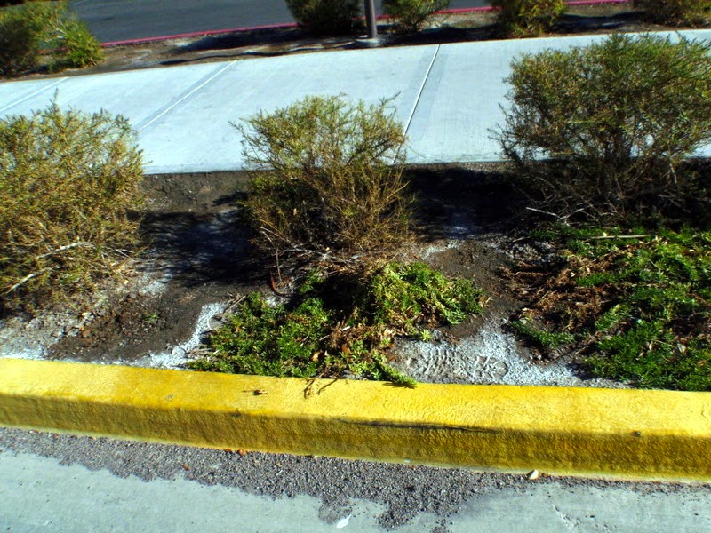 Xtremehorticulture of the Desert White Crust on Soil Surface Is Alkali