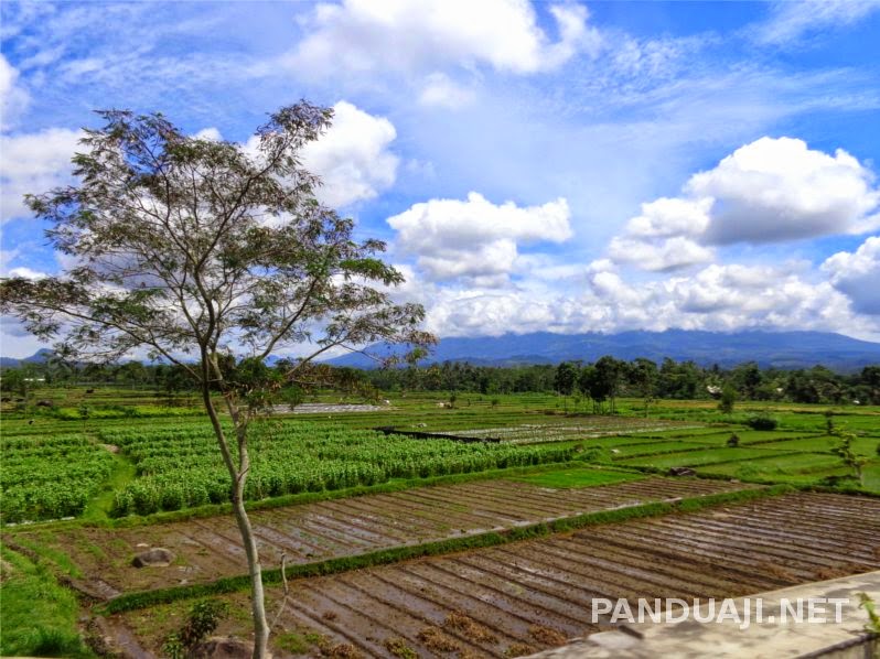 foto sawah di perjalanan foto sawah di perjalanan