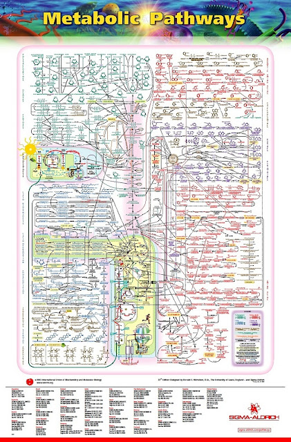 Marco Capponi: Pathways...