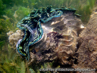 Fluted Giant Clam (Tridacna squamosa)