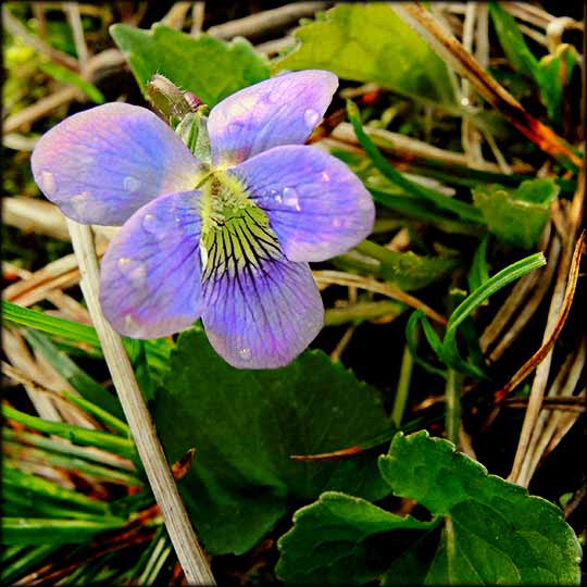 Ontario Wanderer Common Violet
