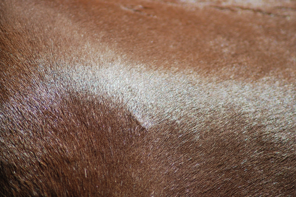 Veterinary XRay Equine Skin Allergies