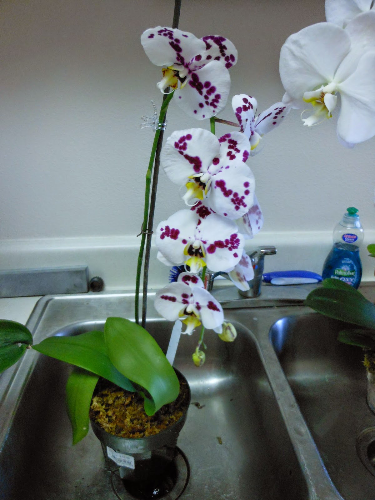 Orchid Obsession Watering Orchids Without Ice Cubes