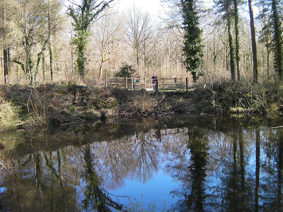 second world war bomb crater pond, forest of bere hants