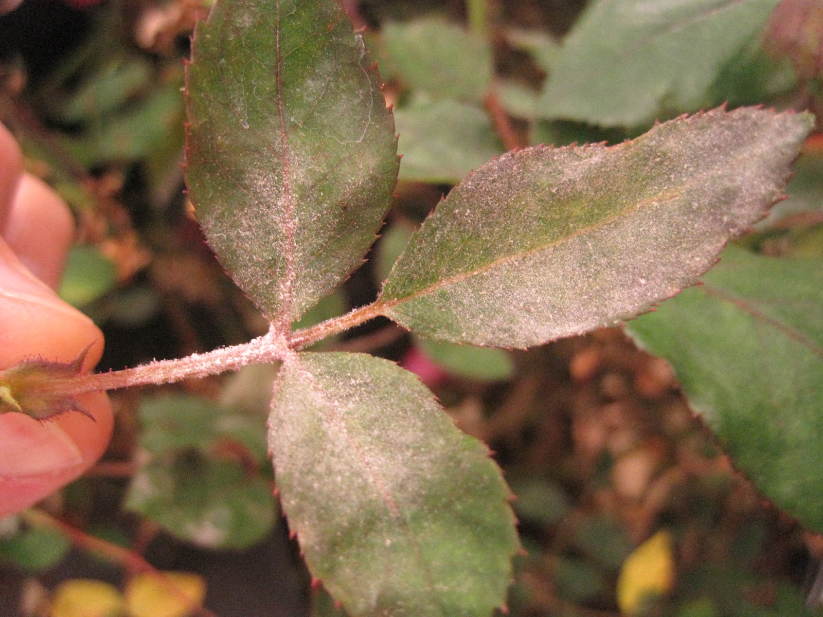 NCSU PDIC April Showers Bring May Flowers... and DISEASES!