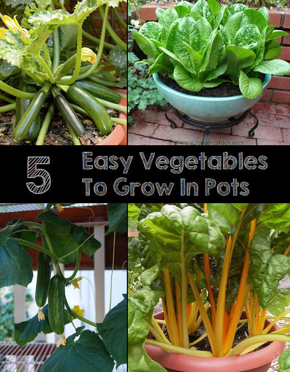 5 Easy Vegetables To Grow In Pots My Favorite Things What Are The Easiest Vegetables To Grow In A Garden