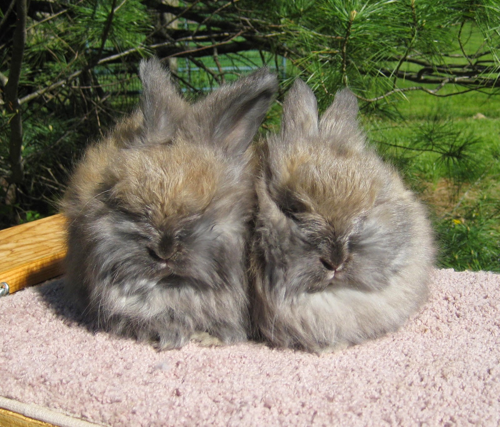 Bunny Blog 6 weeks old