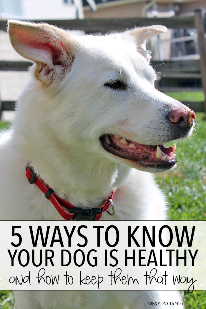 5 Signs of a Healthy Dog (and How To Keep Them That Way) WellnessPet