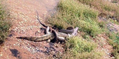 snake attacks and kills a crocodile