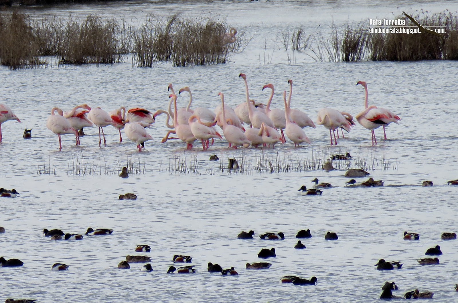 El Nido de Rafa La Mancha Húmeda