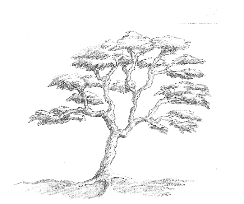 Art by Aunt Marcy Simple Pencil Drawing of a Tree