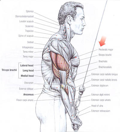 Sequência de exercícios para triceps