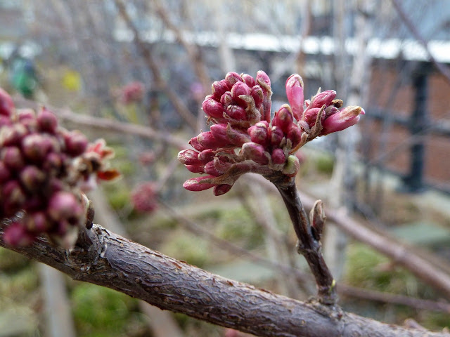 Viburnum x bodnantense rosy buds, late winter at the High Line