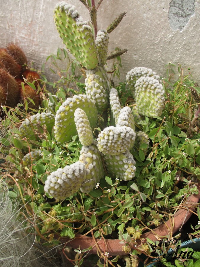 Mis cactus y suculentas