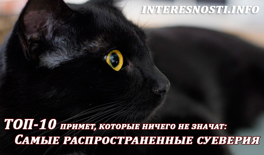 Домашнее суеверие. Черный кот суеверия. Черный кот примета. Черный кот приметы и суеверия. Черная кошка суеверие.