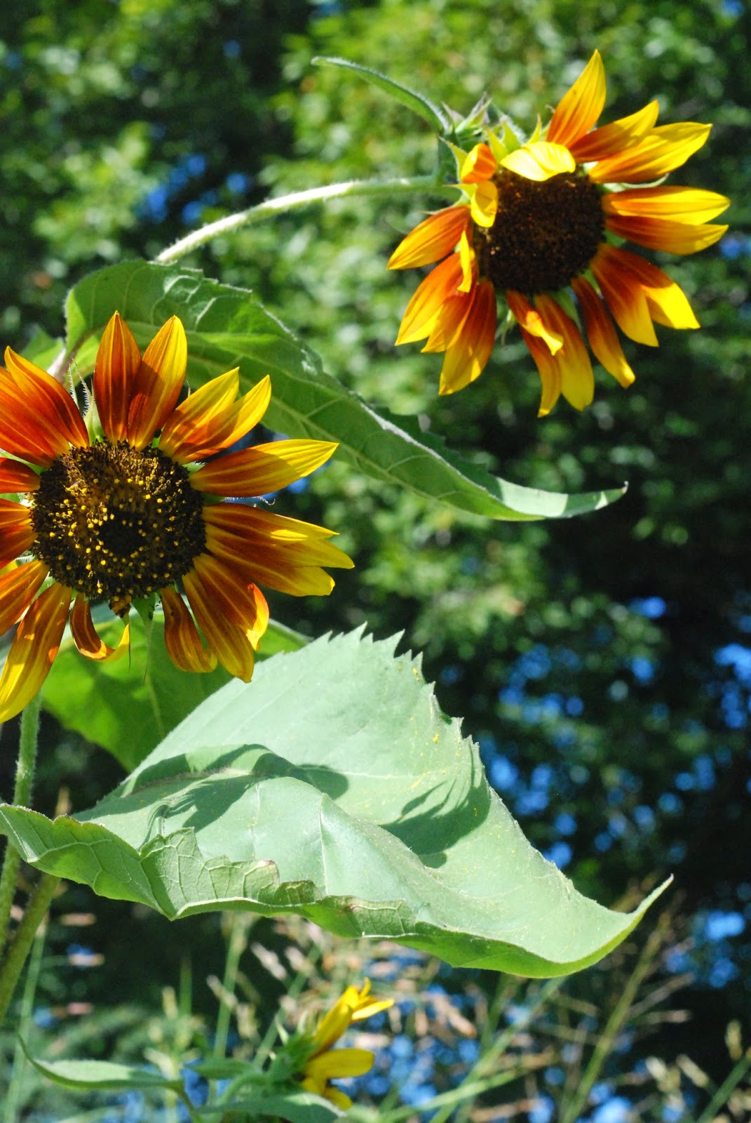 Letters From Home Dear Summer