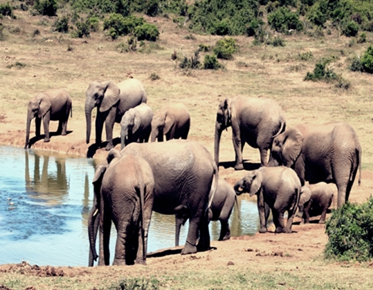 800 Gambar Gajah Dan Ciri Khususnya Hd Terbaru Infobaru