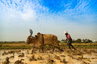 farmer farming with the help of a cow