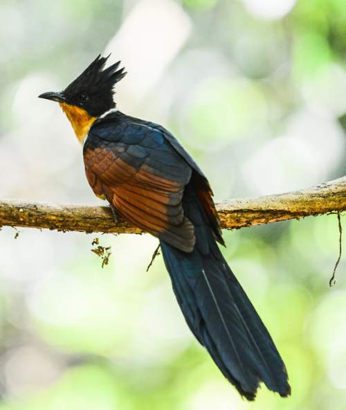 Birds of India - Chestnut-winged cuckoo - Clamator coromandus