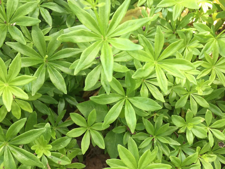 The Natural Naturalist Cleavers vs Sweet Woodruff