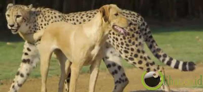 Pasangan Cheetah Jantan Dan Anjing Pelacak Betina