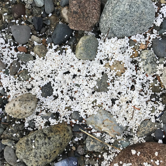 EPS (Styrofoam) pollution on a local beach, Sunshine Coast, BC, Canada