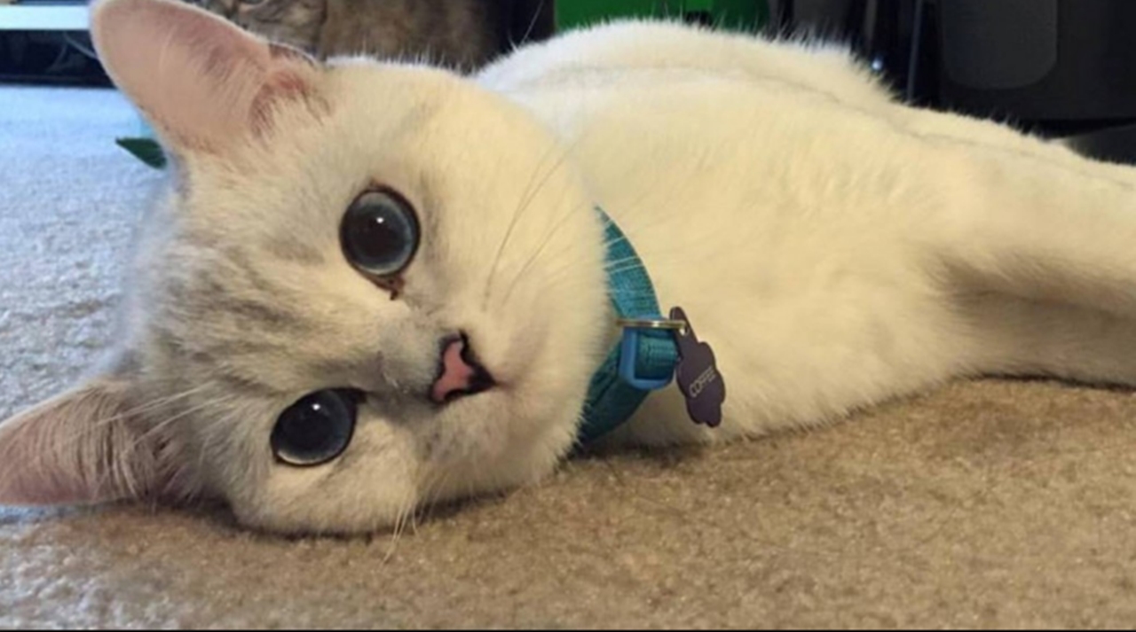 5 Nama Kucing Lucu Kekinian Yang Eksis Di Instagram INFO LUCU UNIK