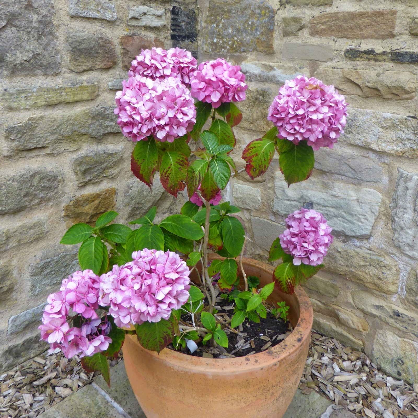 Free Printable Pink Hydrangea Flower The Graphics Fairy Love