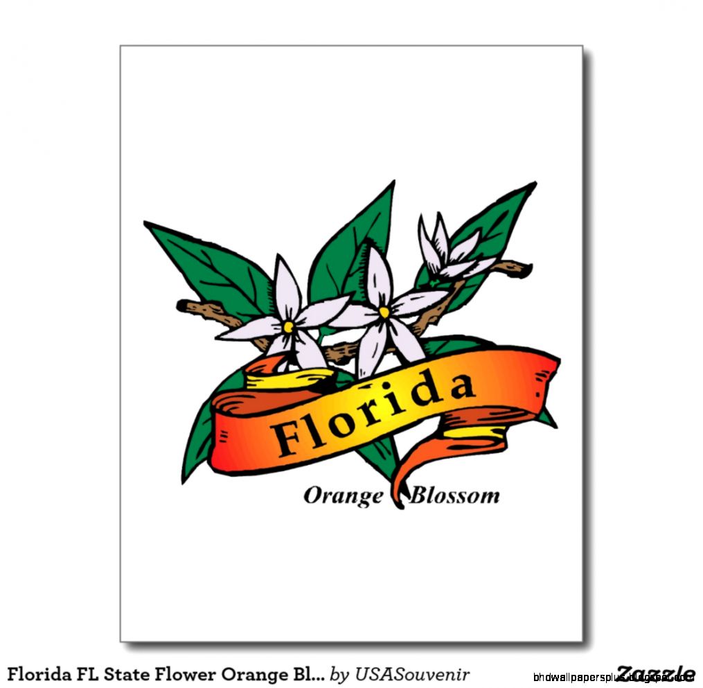 Florida State Flower Postcards  Zazzle