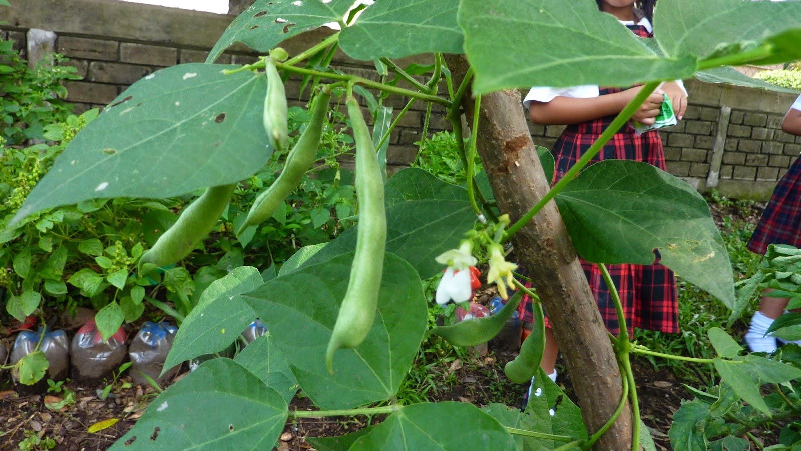 Del huerto al comedor junio 2014