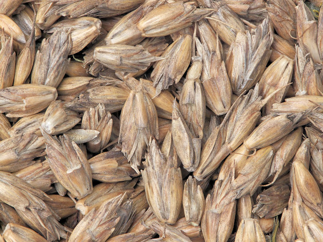 Grano de espelta con cáscara
