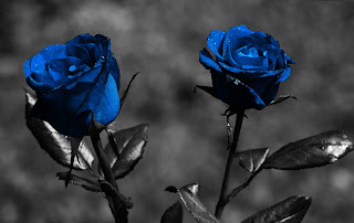 blue rose wallpaper