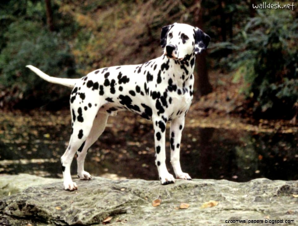 Awesome Dalmatian Dog Best Desktop Wallpapers Free Dog Hd Images
