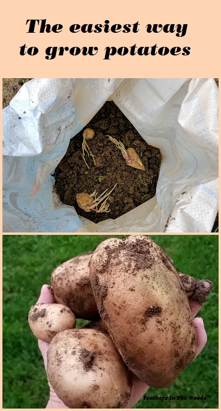 How to Grow Potatoes in a Bag