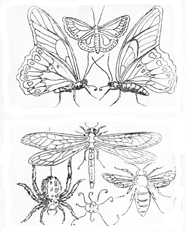 Ulasan singkat tentang Menggambar kupu-kupu atau serangga