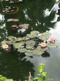 ピサ植物園の蓮池