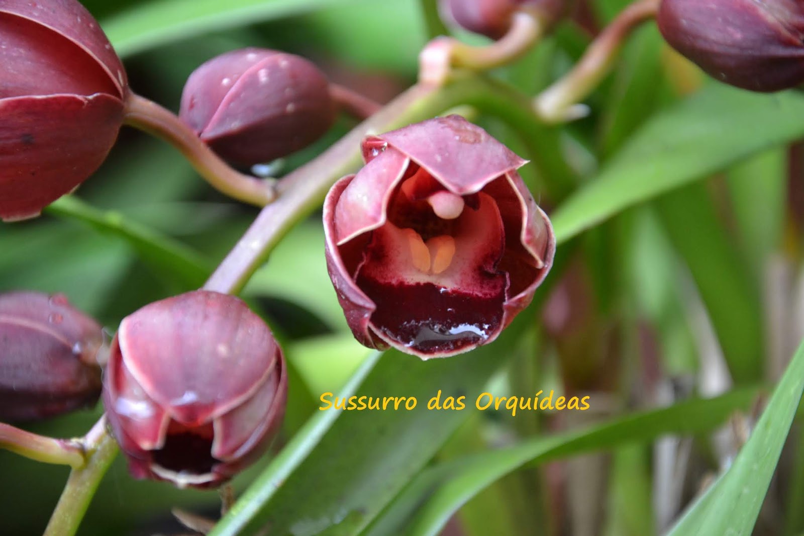 Sussurro das Orquídeas: O 