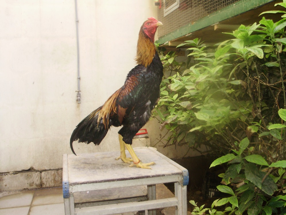 KING GHAZI: Brazilian Asil