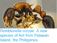 http://sciencythoughts.blogspot.co.uk/2015/05/romblonella-coryae-new-species-of-ant.html
