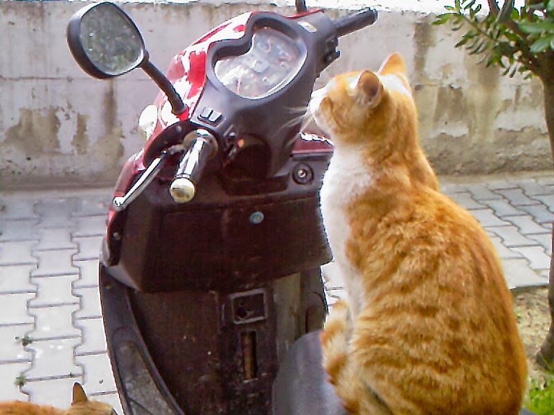 Başa gelen çekilir kedi mi