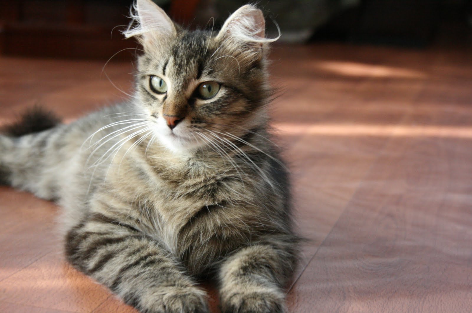 serpil Adı Eyüp, aslında dişi bir kedi Eyüp Sultan da bulundu üç