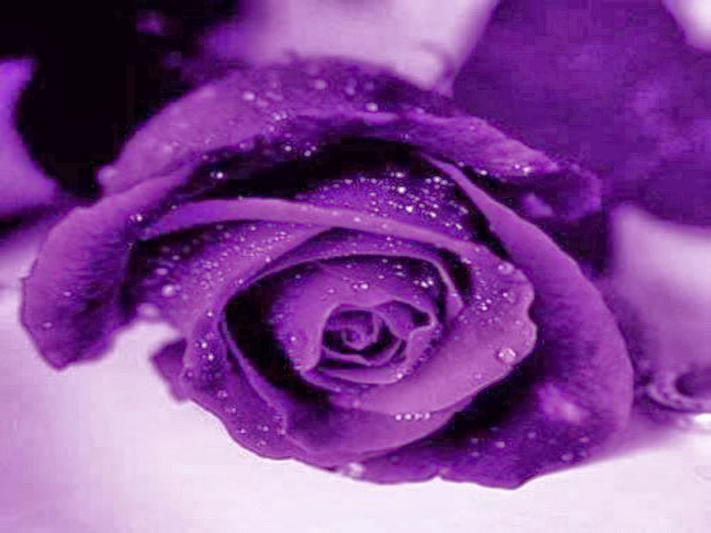 Purple Rose Wallpapers - keywords HERE