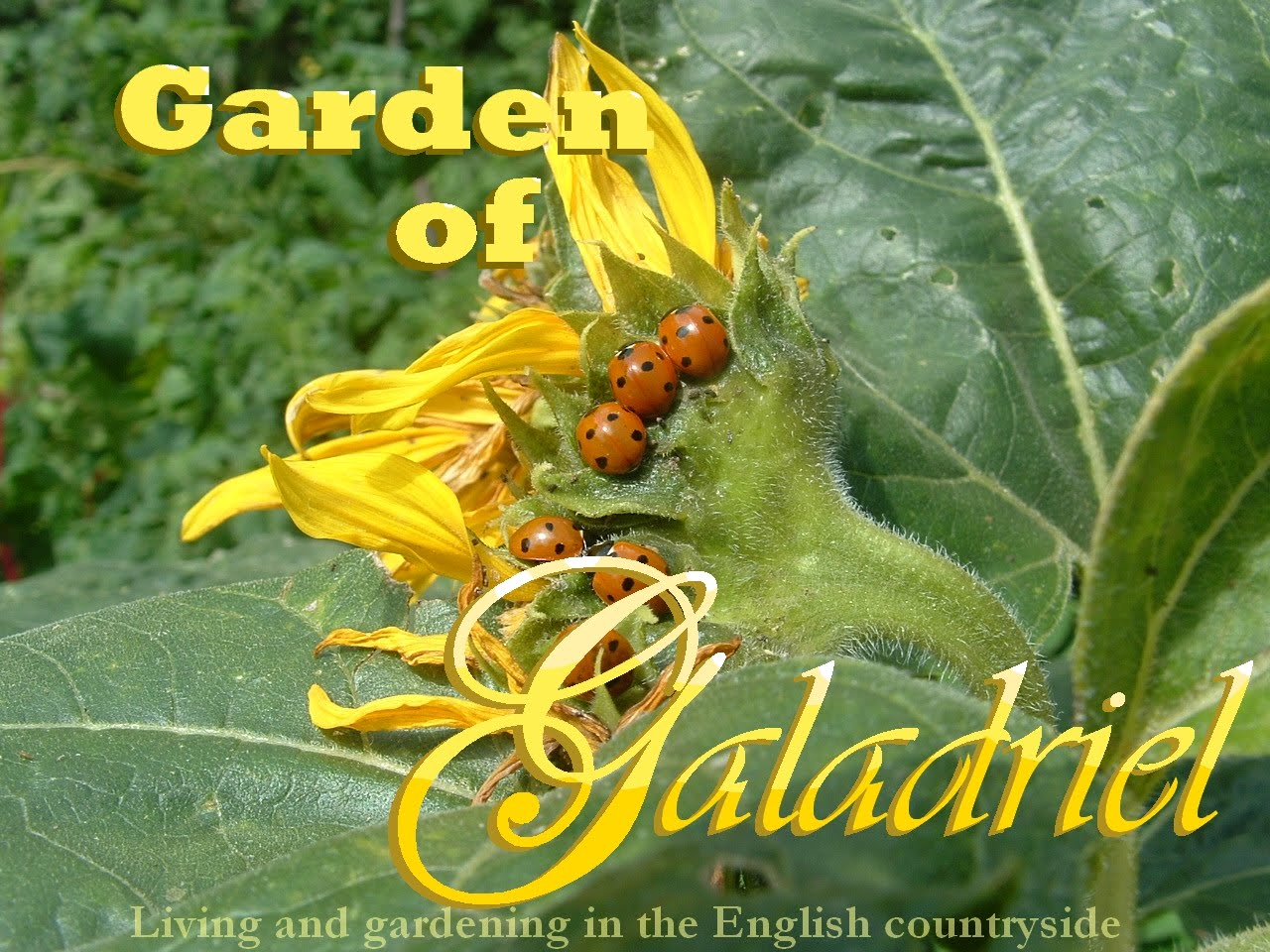 Garden of Galadriel