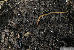centipede soil ground along sluggin