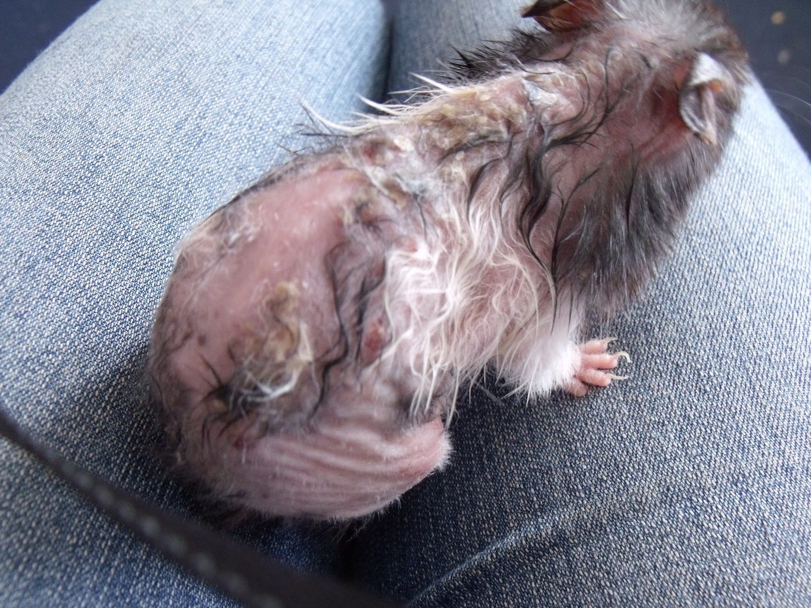 hamster hamsters