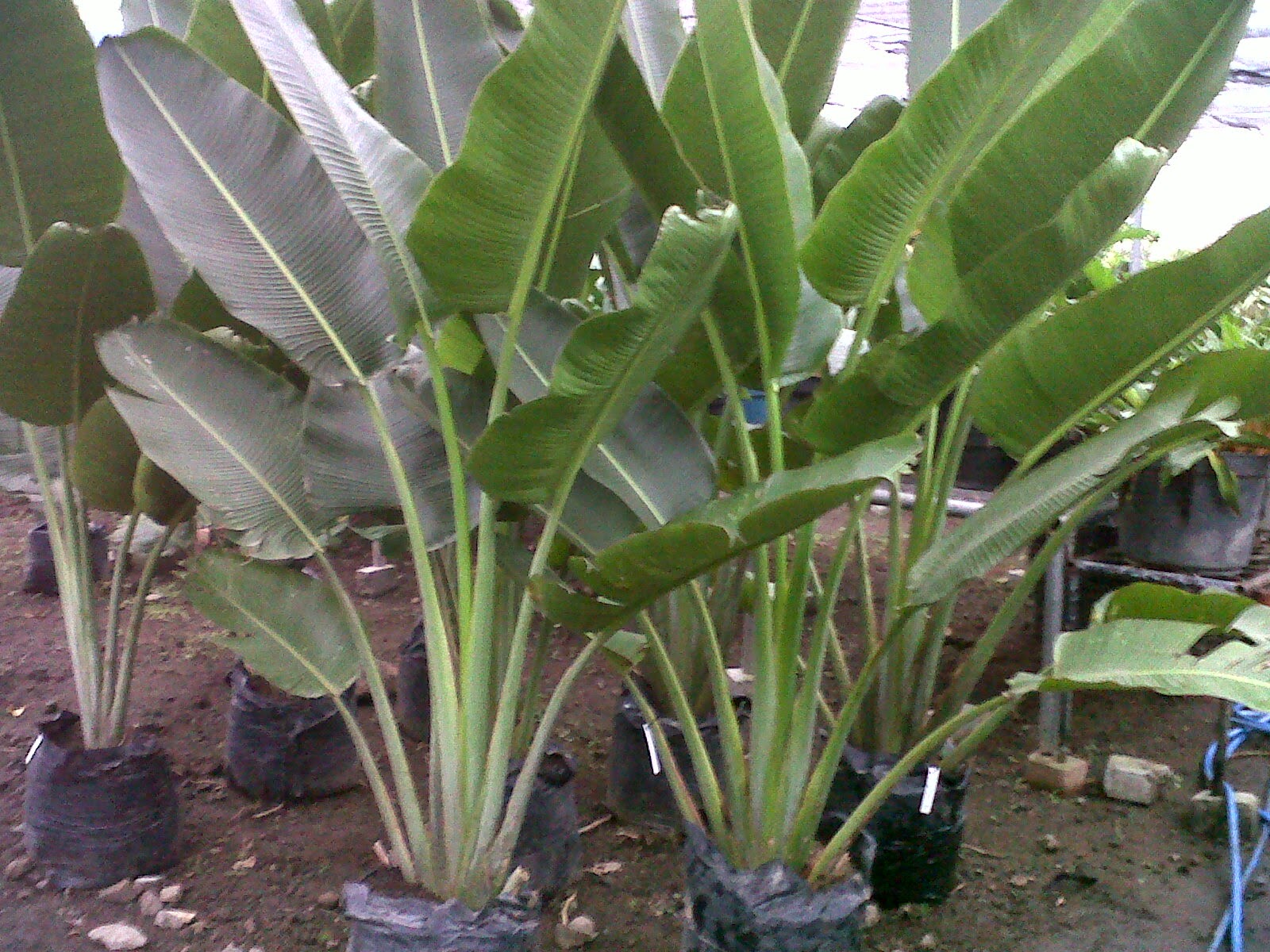 Pohon pisang kipas