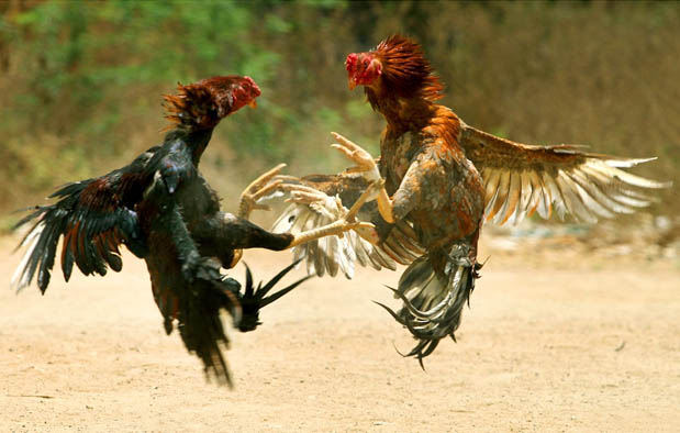 Kumpulan Resep Jamu Ayam Bangkok Aduan Pehobi Ayam Bangkok