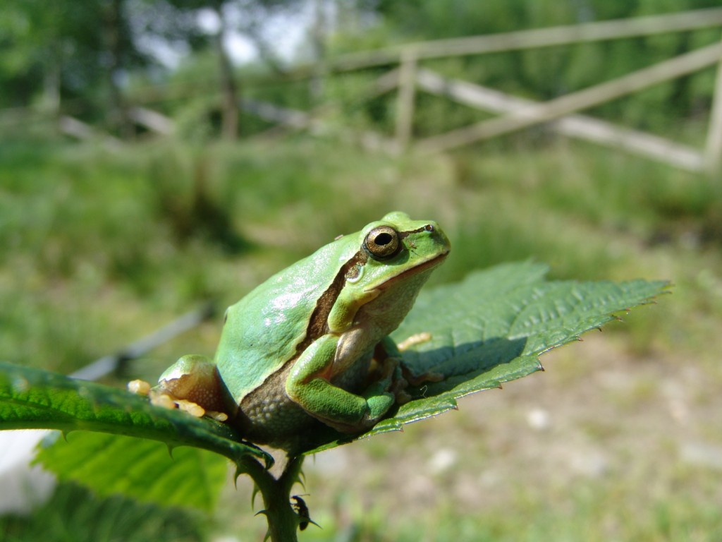 UM DIA DE CAMPO Hyla arborea Vs Hyla meridionalis