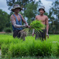 Cambodia farmers