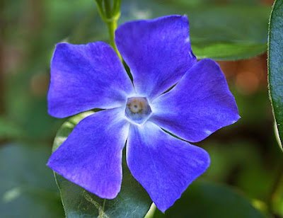 Vinca mayor (Vincapervinca major)